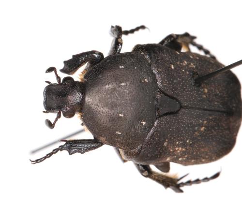 Réf. 293 729 : Netocia morio